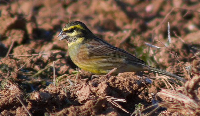 Mascle de Gratapalles (Emberiza cirlus)