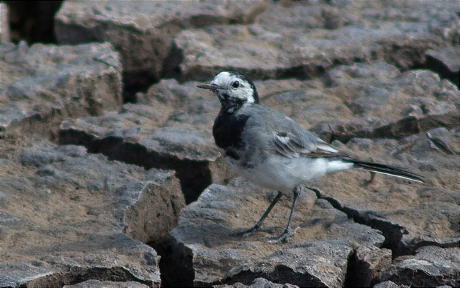 Cuereta blanca (Motacilla alba) 1/2