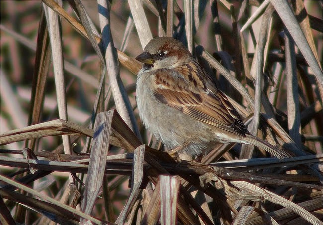 Mascle de Pardal comú (Passer domesticus)