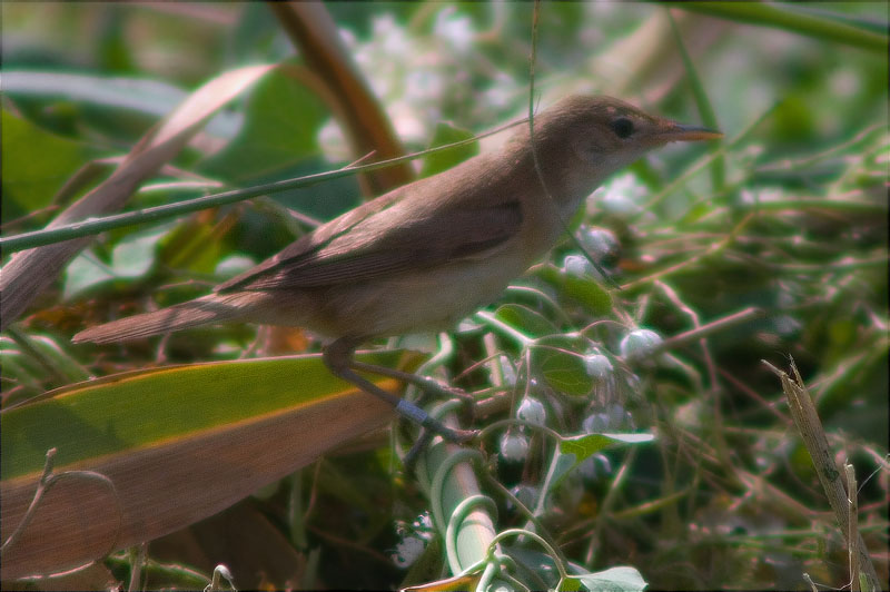 Boscarla de canyar (Acrocephalus scirpaceus)