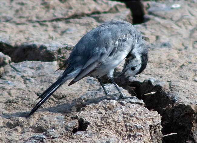 Cuereta blanca (Motacilla alba) 2/2