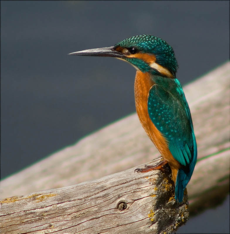 Blauet (Alcedo atthis)