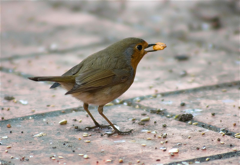 Pit roig (Erithacus rubecola)