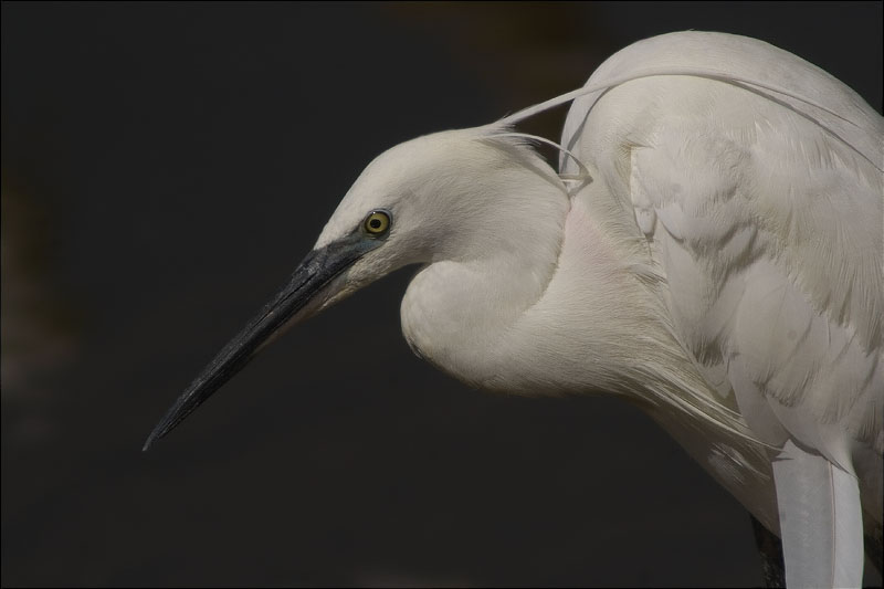 Martinet blanc (Egretta garzetta)