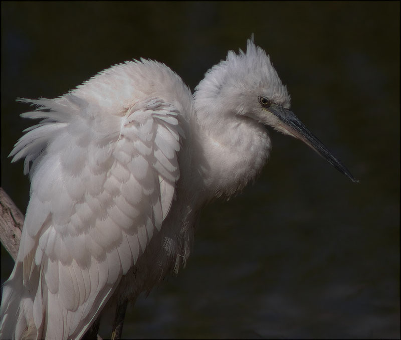 Jove de Martinet blanc (Egretta garzetta)