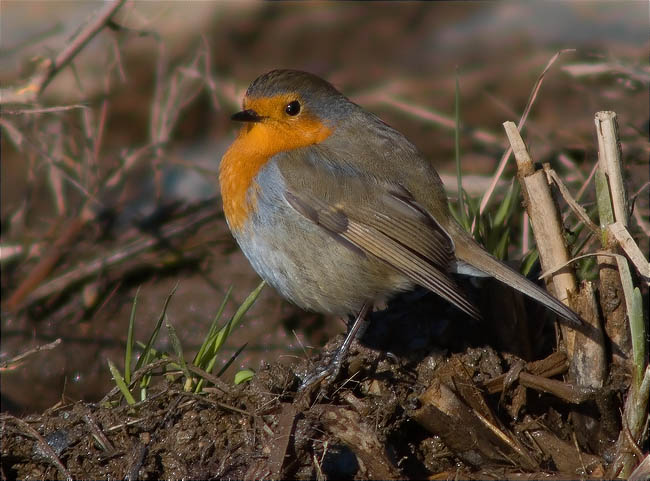 Pit roig (Erithacus rubecola)