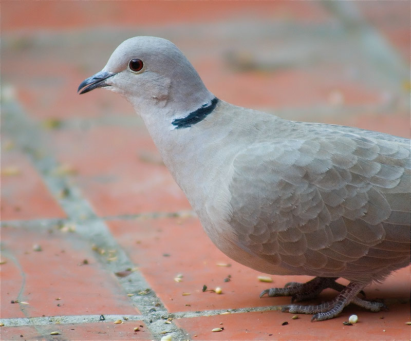 Tórtora turca (Streptopelia decaocto)