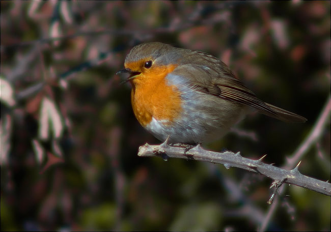 Pit roig (Erithacus rubecola)