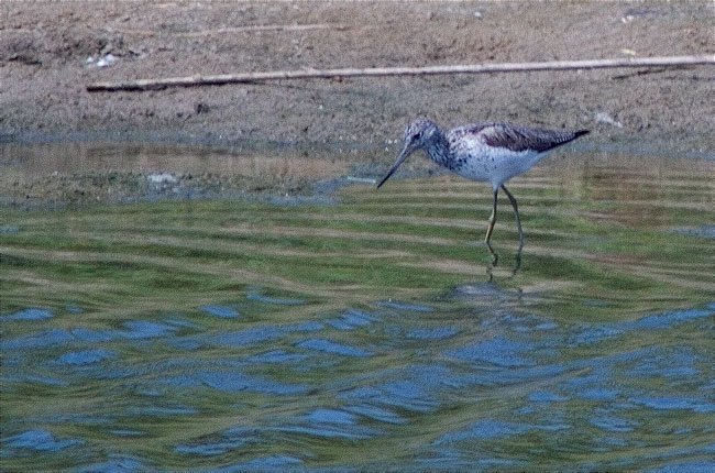 Gamba verda (Tringa nebularia)