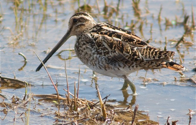 Becadell comú (Gallinago gallinago)