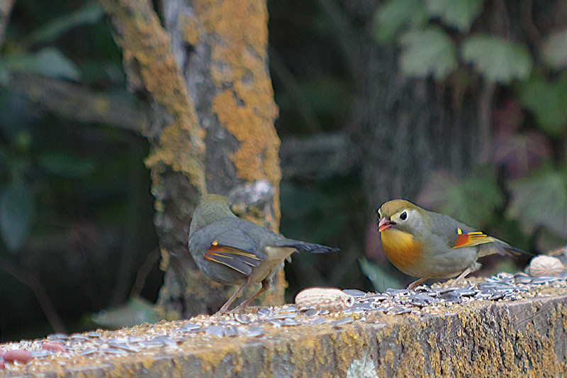 Rossinyol del Japó (Leiothrix lutea)