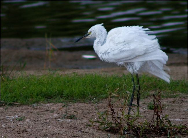 Martinet blanc (Egretta garzetta)