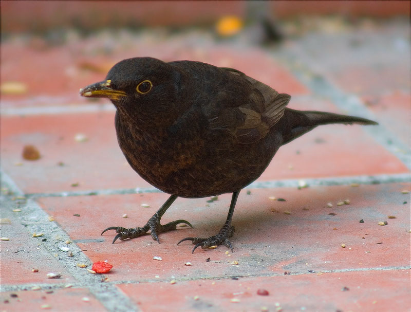 Mascle jove de Merla (Turdus merula)