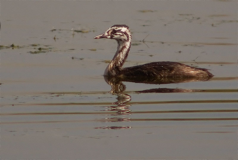 Jove de Cabussó emplomallat (Podiceps cristatus)