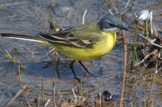 Cuereta groga (Motacilla flava)