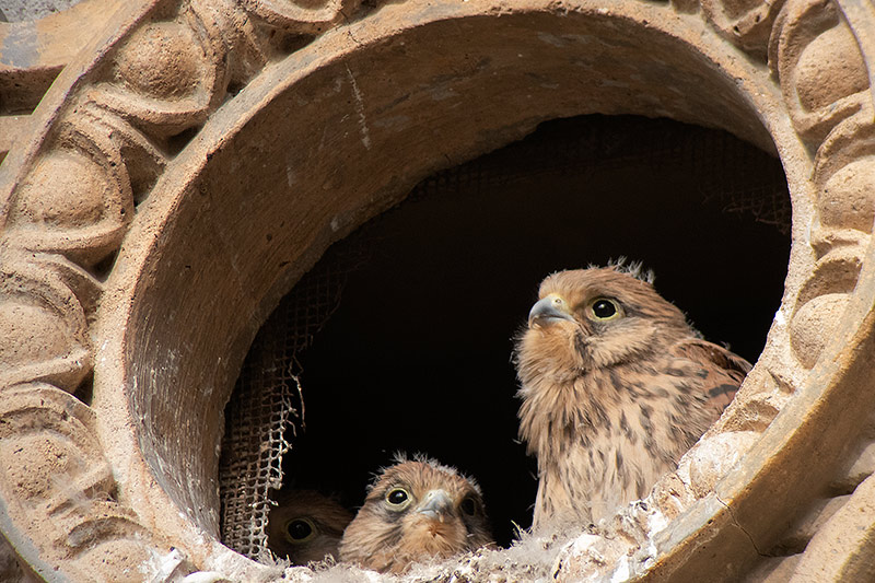 Xoriguer comú (Falco tinnunculus)