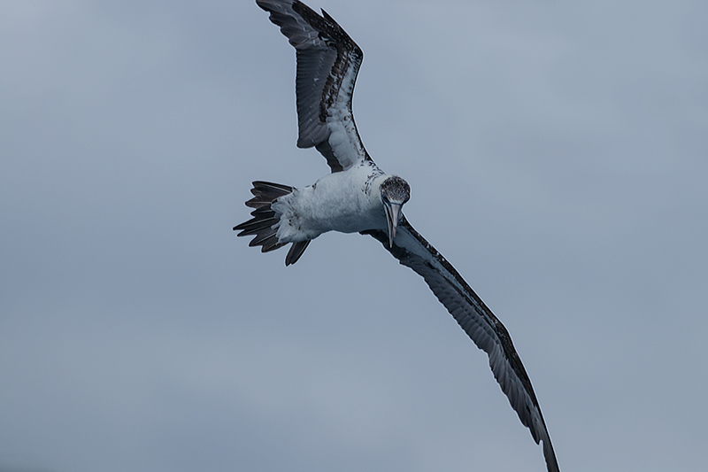 Mascarell (Morus bassanus)