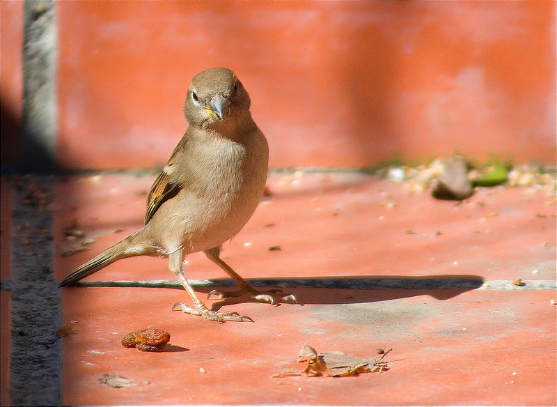 Femella de Pardal comú (Passer domesticus)