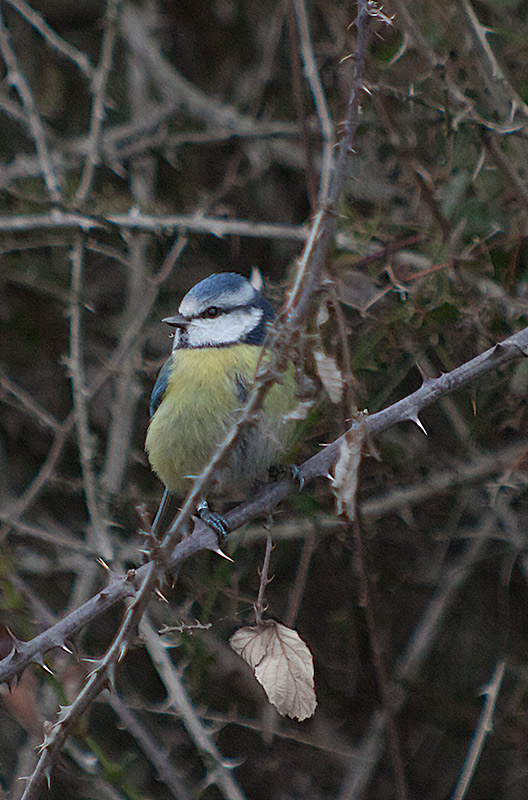 Mallerenga blava (Parus caeruleus)