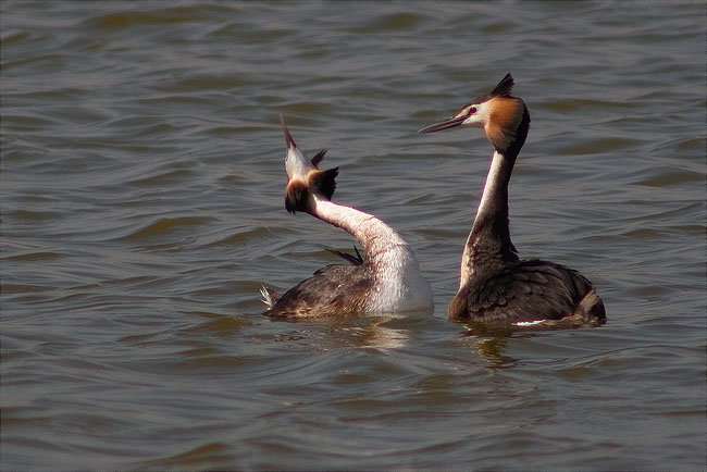 Ritual de festeig del Cabussó emplomallat (Podiceps cristatus) 1/9