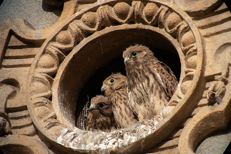 Xoriguer comú (Falco tinnunculus)