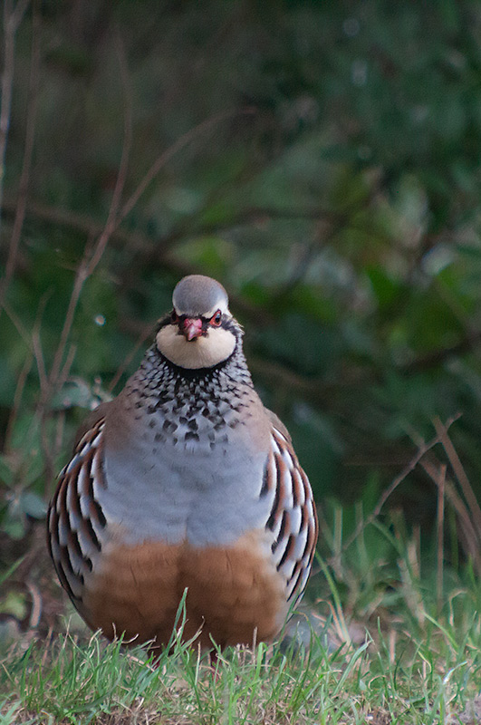 Perdiu  (Alectoris rufa)