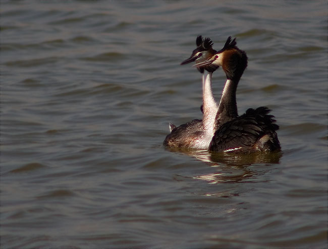 Ritual de festeig del Cabussó emplomallat (Podiceps cristatus) 4/9