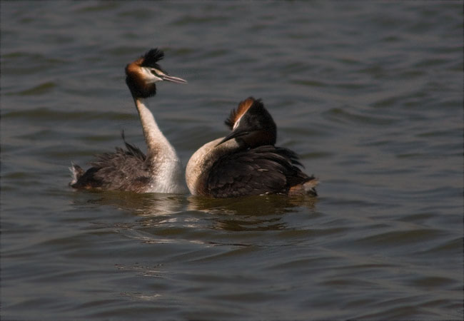 Ritual de festeig del Cabussó emplomallat (Podiceps cristatus) 5/9