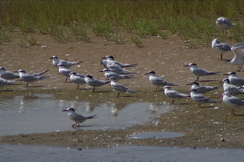 Estol de Xatrac bec-llarg (Sterna sandvicensis) 1/2