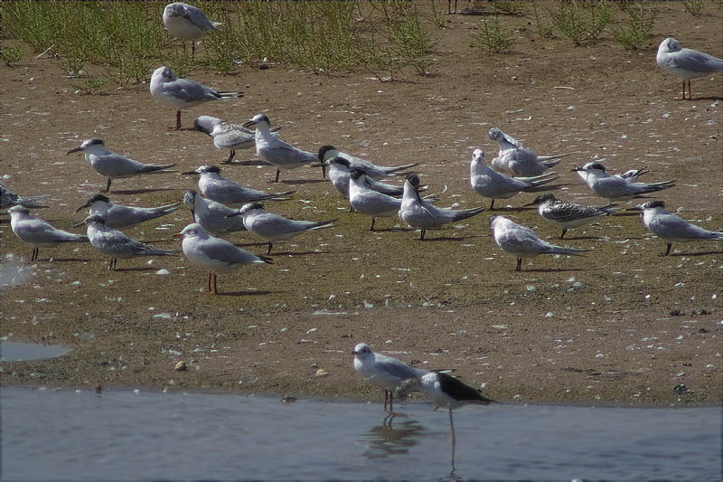 Estol de Xatrac bec-llarg (Sterna sandvicensis) 2/2