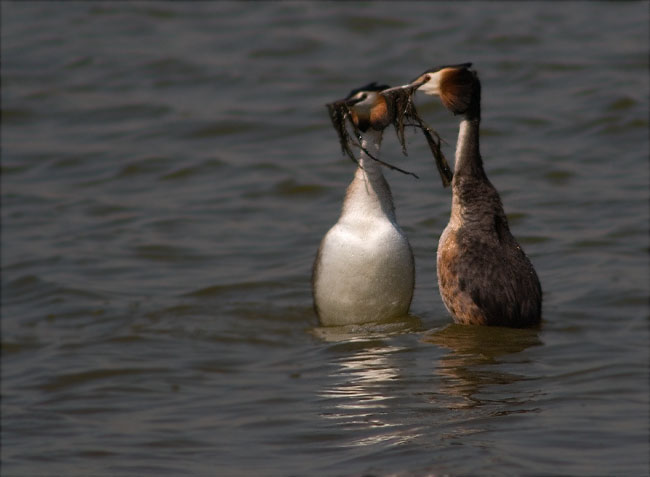 Ritual de festeig del Cabussó emplomallat (Podiceps cristatus) 7/9