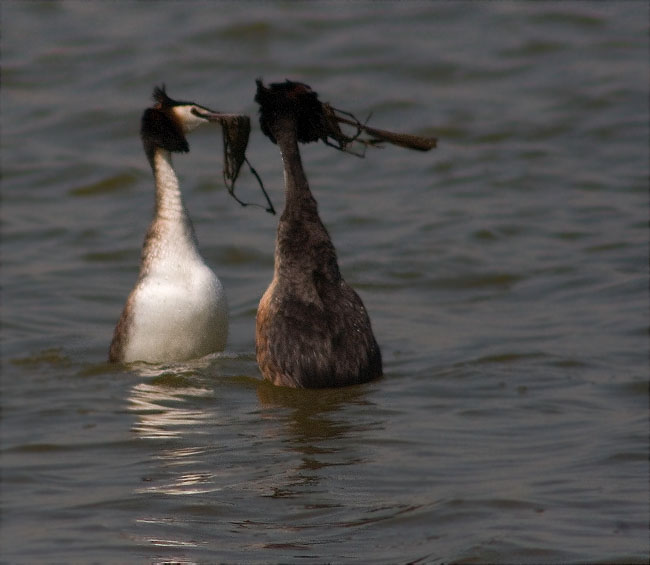 Ritual de festeig del Cabussó emplomallat (Podiceps cristatus) 8/9