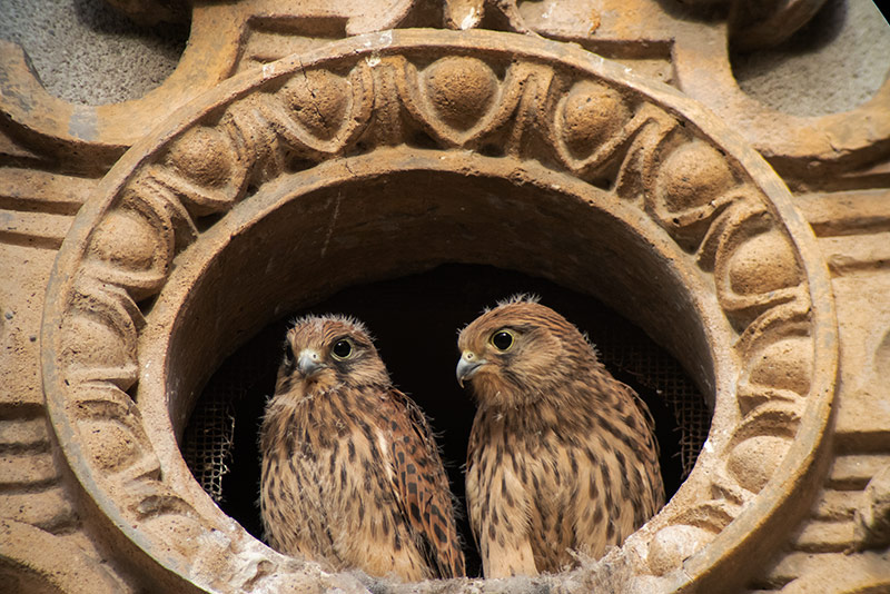 Xoriguer comú (Falco tinnunculus)