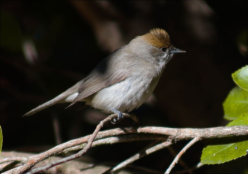 Femella de Tallarol de casquet (Sylvia atricapilla)