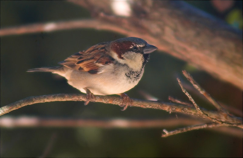 Mascle de Pardal comú (Passer domesticus)