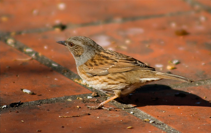 Pardal de bardissa (Prunella modularis)