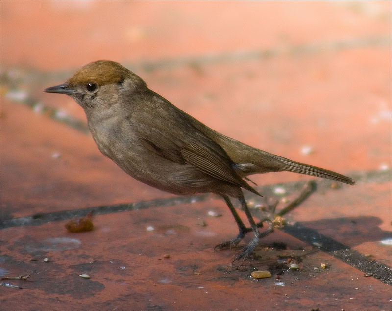 Jove de Tallarol de casquet (Sylvia atricapilla)