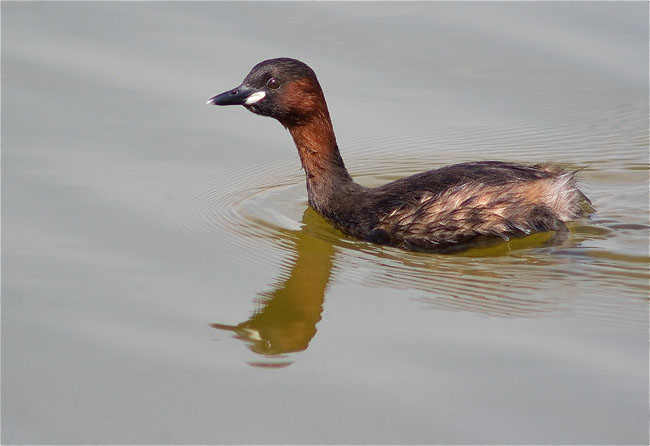 Cabusset (Tachybaptus ruficollis)