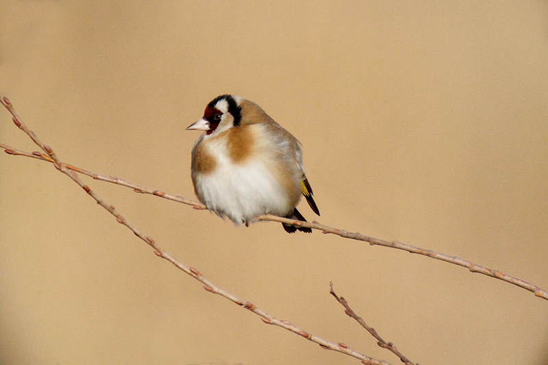 Cadernera (Carduelis carduelis)