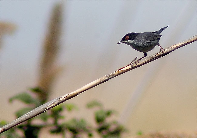 Tallarol capnegre (Sylvia melanocephala)