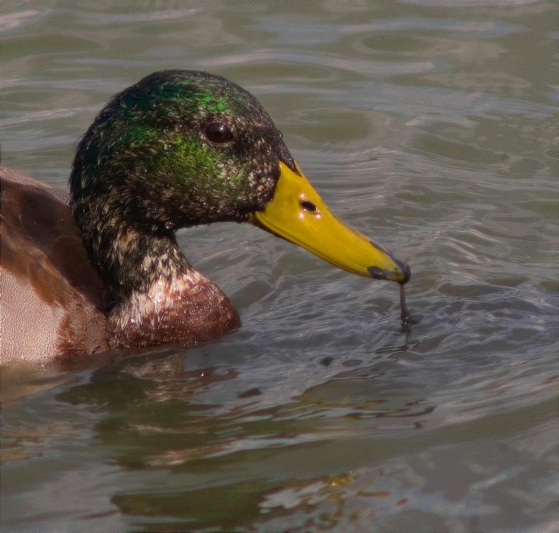 Ànec collverd (Anas platyrhynchos)