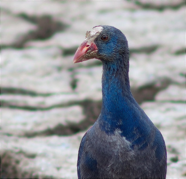 Jove de polla blava (Porphyrio porphyrio) 1/2