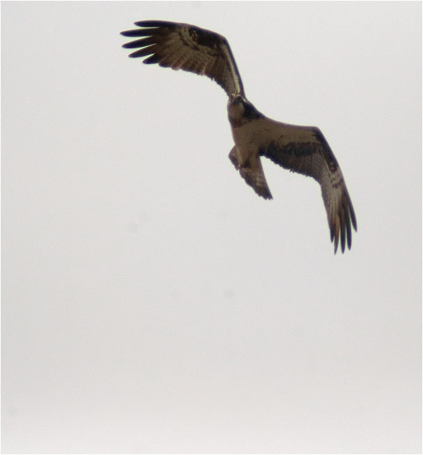 Àguila pescadora (Pandion Haliaetus) 1/2