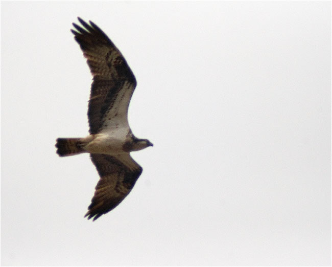 Àguila pescadora (Pandion Haliaetus) 2/2