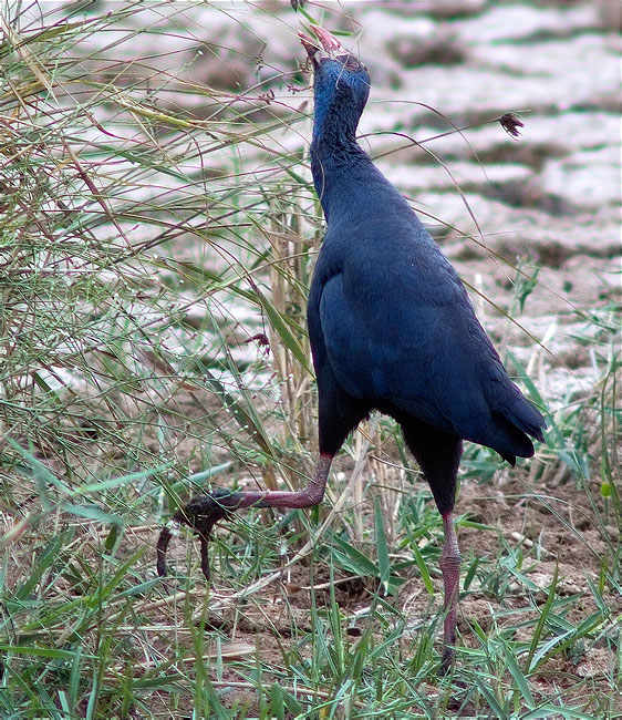 Polla blava (Porphyrio porphyrio)