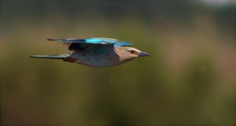 Gaig blau (Coracias garrulus)