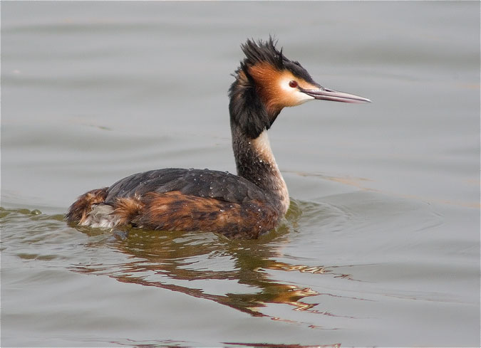 Cabussó emplomallat (Podiceps cristatus)