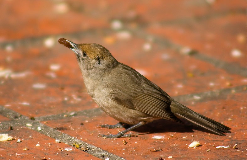 Femella de Tallarol de casquet (Sylvia atricapilla)