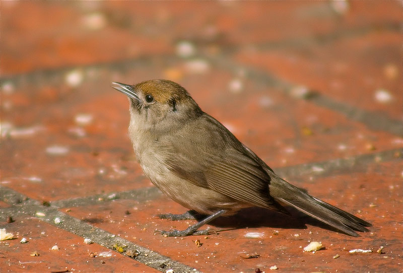 Femella de Tallarol de casquet (Sylvia atricapilla)