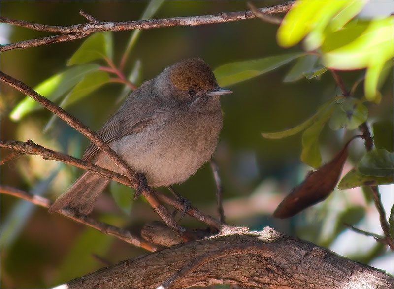 Femella de Tallarol de casquet (Sylvia atricapilla)